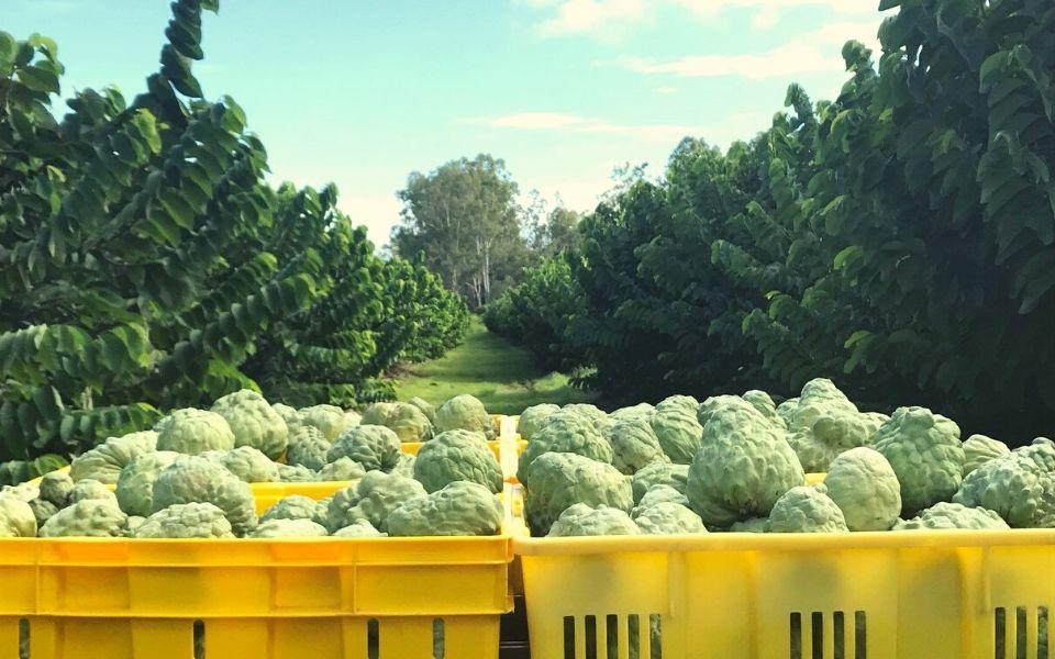 Areas Seasons Where Custard Apples Grow In Australia Custard 